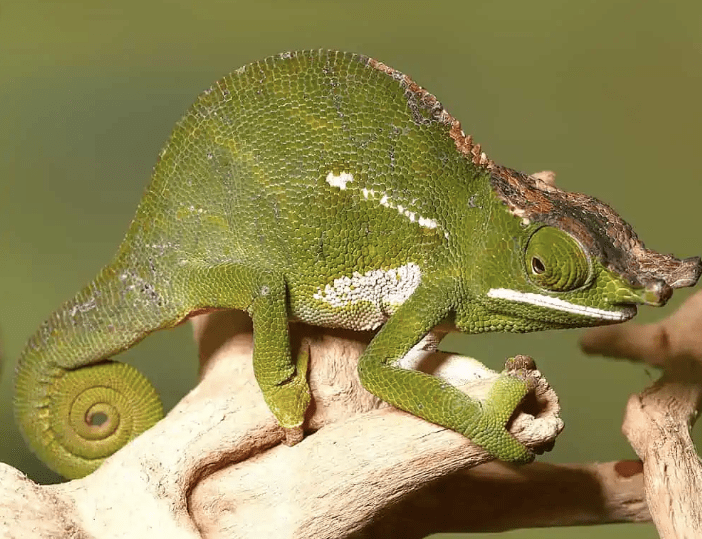 Canopy Chameleon
