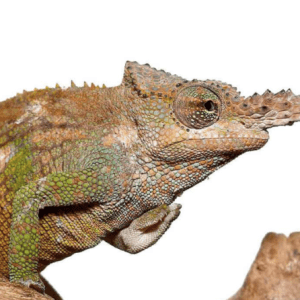 Dwarf Fischer’s Chameleon