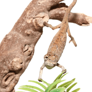 Dwarf Nose Horned Chameleon