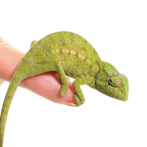 Green Chameleon