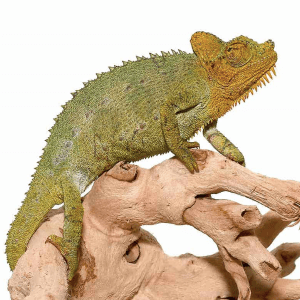 Helmeted Chameleon