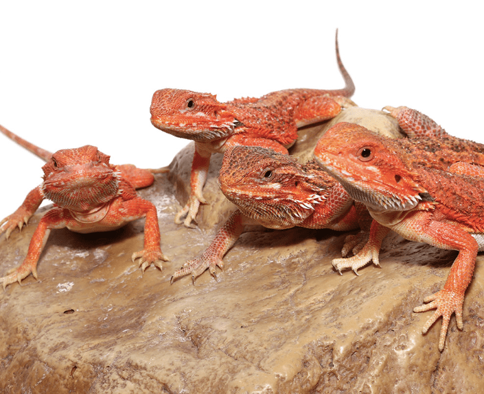 Inferno Bearded Dragon For Sale