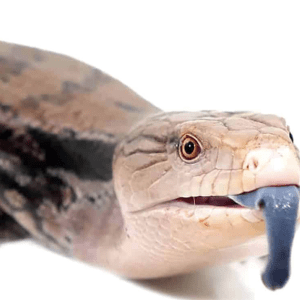 Irian Jaya Blue Tongue Skink For Sale