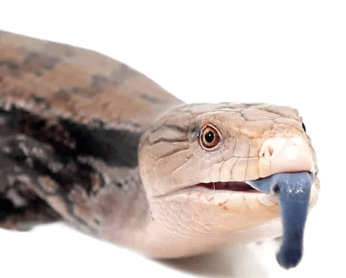 Irian Jaya Blue Tongue Skink For Sale
