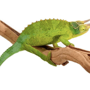 Jackson’s Chameleon