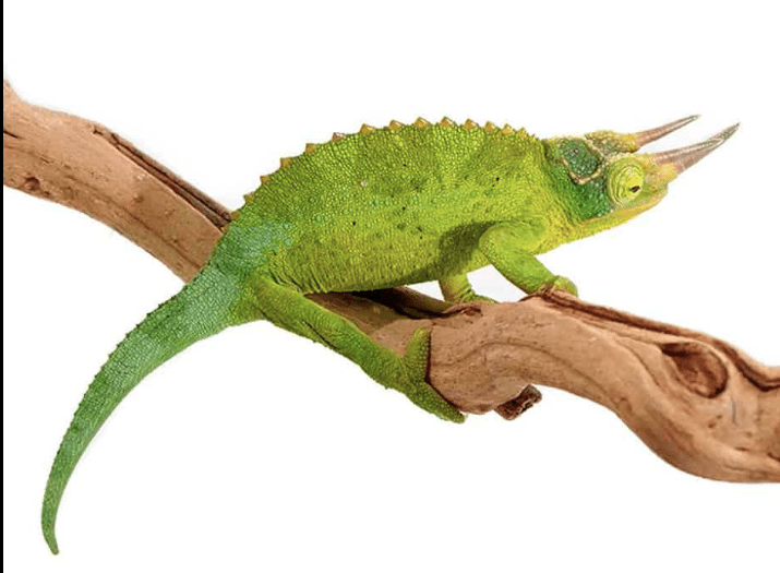 Jackson’s Chameleon