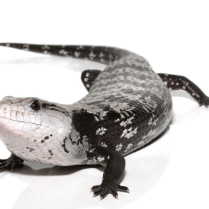 Juvenile Axanthic Halmahera Blue Tongue Skink For Sale