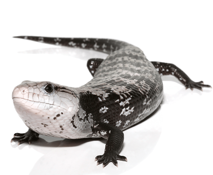 Juvenile Axanthic Halmahera Blue Tongue Skink For Sale