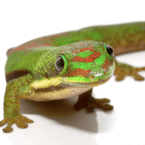 Lined Day Gecko For Sale