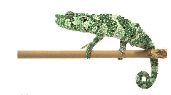 Mellers Chameleon for Sale