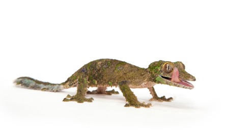 Mossy Leaf Tailed Gecko for Sale