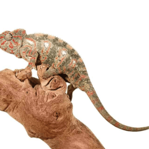 Oustalet’s Chameleon