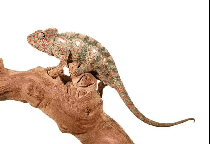 Oustalet’s Chameleon