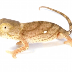 Parson’s Chameleon for Sale