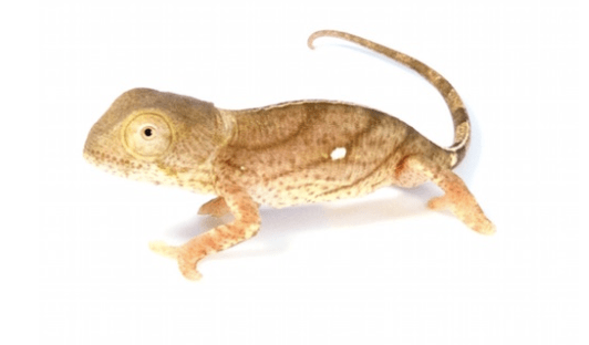 Parson’s Chameleon for Sale