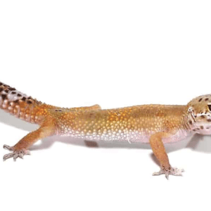 Patternless Leopard Gecko For Sale