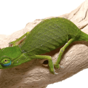 Perinet Chameleon