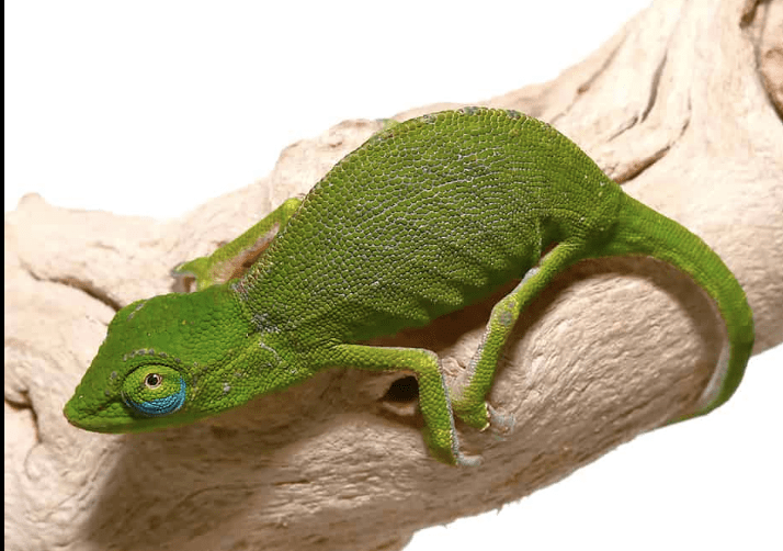 Perinet Chameleon
