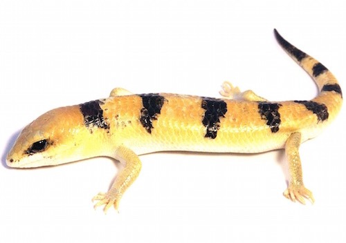 Peters Banded Skink for Sale