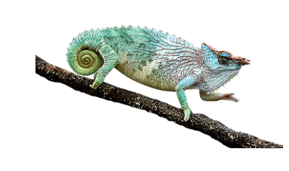 Three Horned Chameleon for Sale