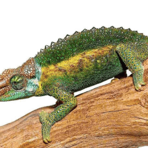 Rainbow Jackson’s Chameleon