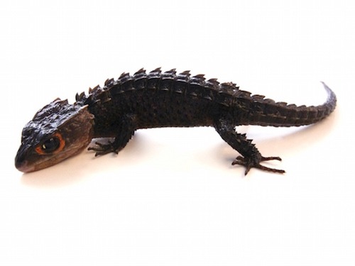 Red Eyed Crocodile Skink for Sale
