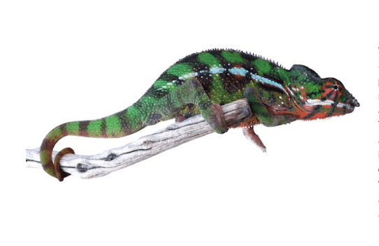 Sambava Panther Chameleon for Sale