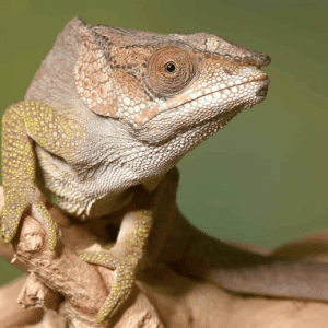 Short Horned Chameleon