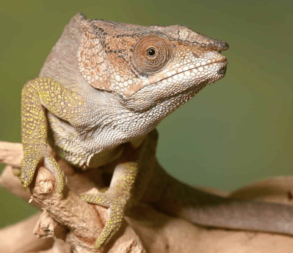 Short Horned Chameleon