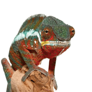 Tamatave Panther Chameleon