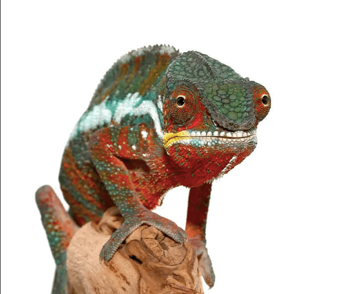 Tamatave Panther Chameleon