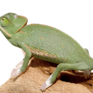 Translucent Veiled Chameleon