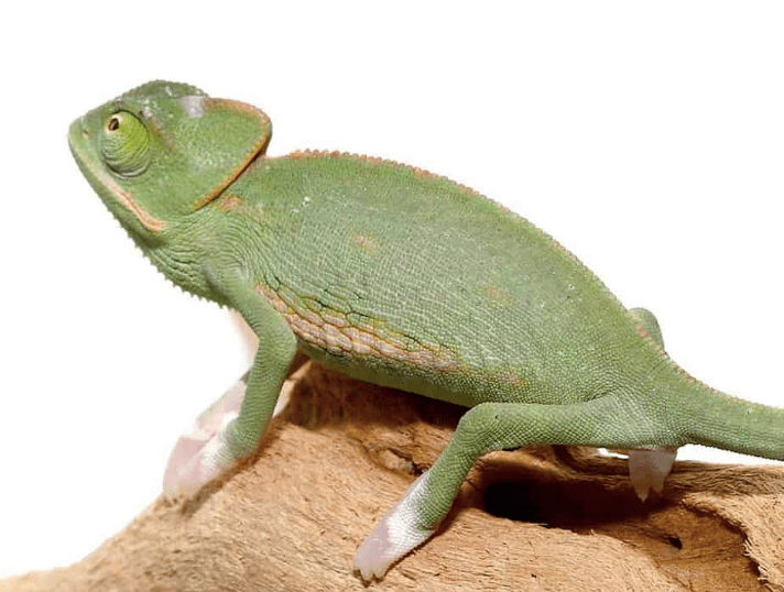 Translucent Veiled Chameleon