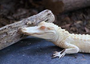 Albino Alligator