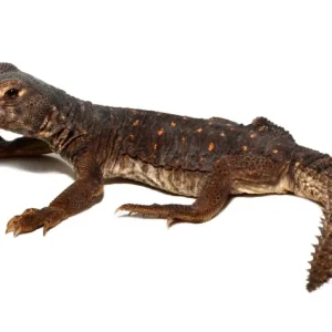 Baby Egyptian Uromastyx For Sale