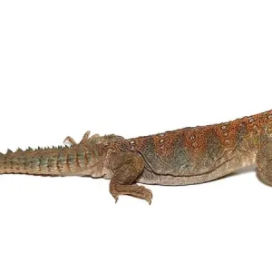 Ocellated Uromastyx for Sale