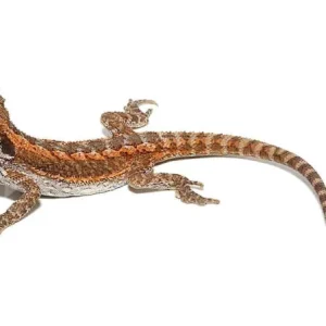 Baby Citrus Bearded Dragon For Sale