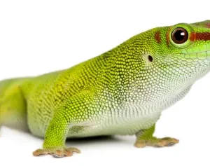 Giant Day Gecko for Sale