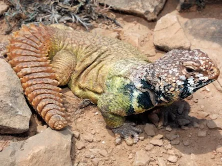 Rainbow Uromastyx for Sale