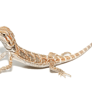 Baby Bearded Dragon For Sale