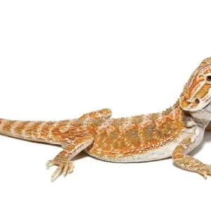 Baby Hypo Bearded Dragon For Sale