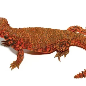 Super Red Uromastyx for Sale