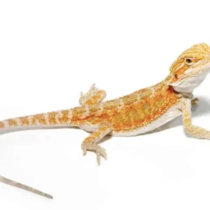 Baby Hypo Blue Bar Bearded Dragon For Sale