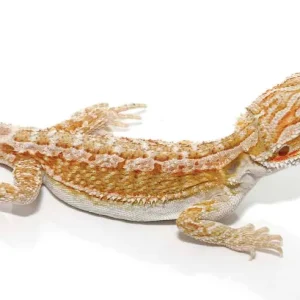 Baby Hypo Citrus Bearded Dragon For Sale