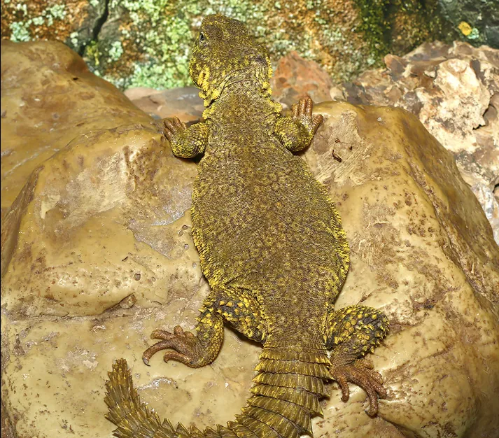 Yellow Uromastyx For Sale