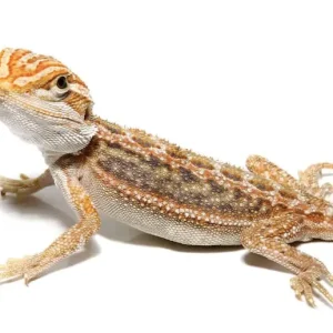 Baby Hypo Inferno Blue Bar Bearded Dragon For Sale