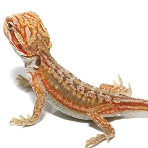 Baby Hypo Inferno Leatherback Dunner Bearded Dragon For Sale
