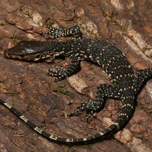 Baby Asian Water Monitor For Sale