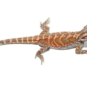 Baby Hypo Leatherback Bearded Dragon For Sale