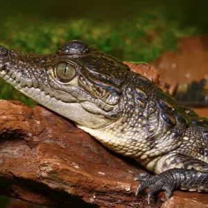 Morelet’s Crocodile